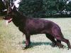 Small picture of SG Lissy vom Haus Iris