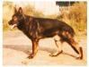 Small picture of SG Nestor von den Gnitzer Höhen