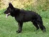 Small picture of V Sando vom Haus Iris