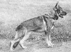 Small picture of V Zorro vom Laager Wall